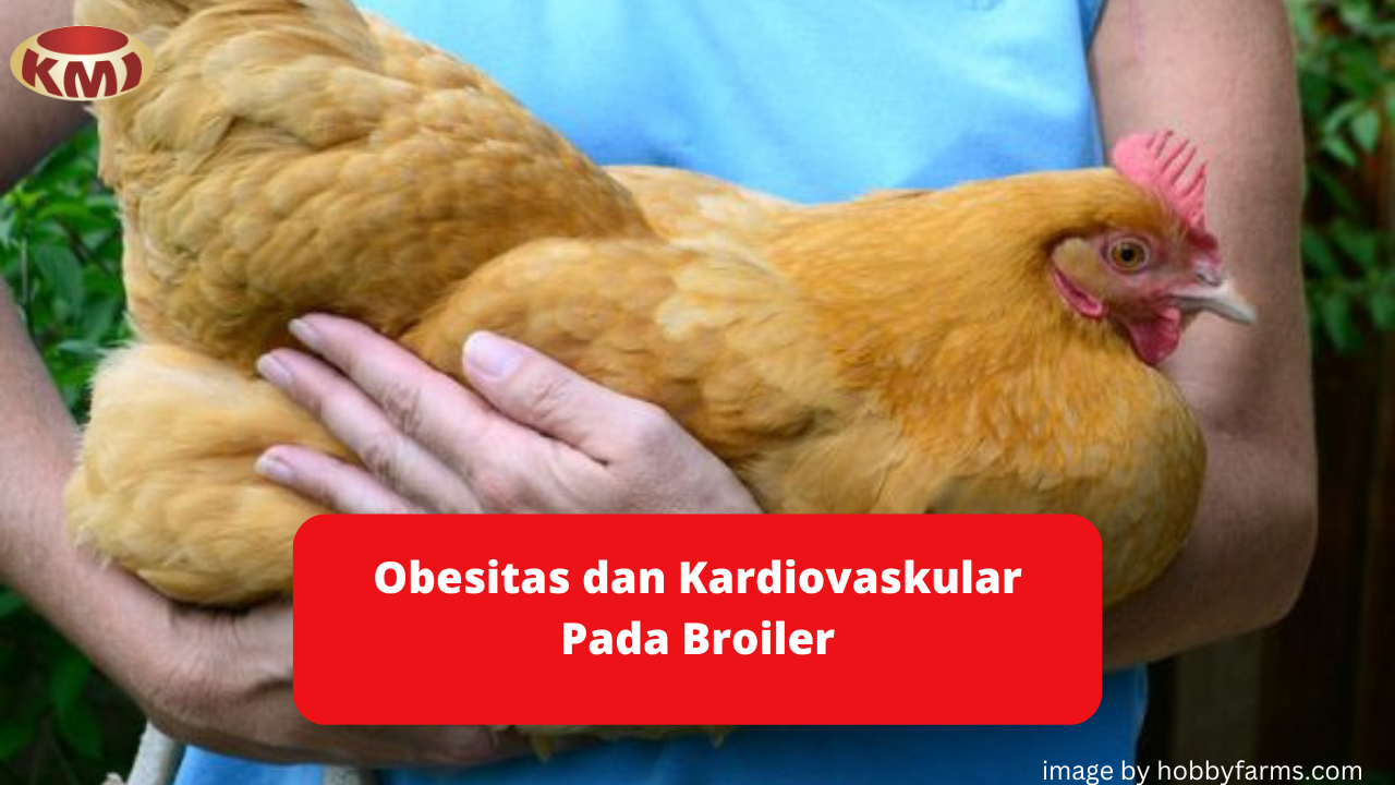 Hindari Obesitas dan Kardiovaskular Pada Broiler